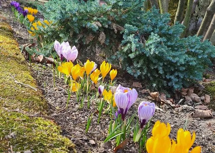 Maison d'hôtes Orion Karpacz